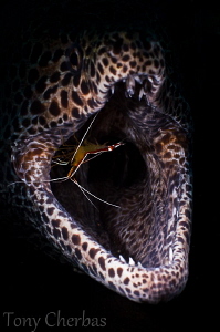 "Living on the edge" Morey Eel with cleaner shrimp via sn... by Tony Cherbas 